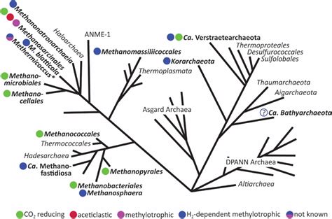 Methanogen diversity. | Download Scientific Diagram