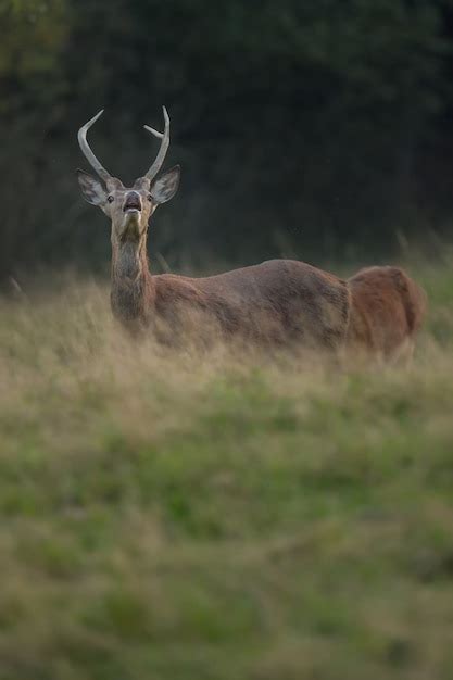 Premium Photo | Red deer in the nature habitat during the deer rut