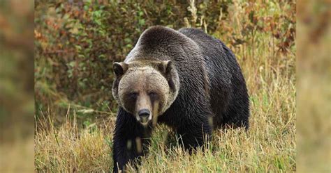 Biologists Set to Begin Grizzly Bear Captures in Yellowstone National ...