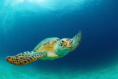 Sea Turtles Wallpapers High Quality | Download Free