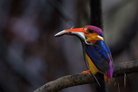 Bird Watching in Karnala Bird Sanctuary - Jungle Buddies