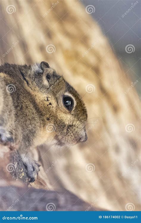 A Striped Rodents Marmots Chipmunks Squirrel Spotted on a Tree Trunk on Hunting Mood. Animal ...