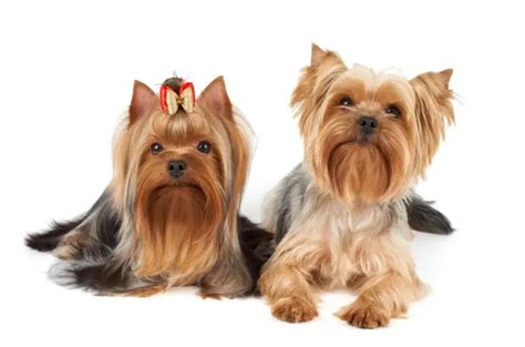 Yorkie Coat Colors - Yorkie Advice