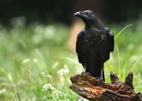 17 Birds That Can Mimic Sound (With Photos) - Bird Nature