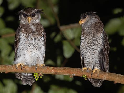 First breeding record of the Barred Eagle-Owl in Singapore Island ...