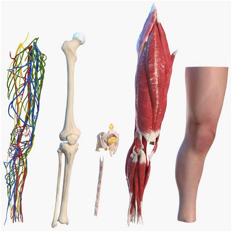 Knee Human Anatomy 3D Model $149 - .3ds .blend .c4d .fbx .max .ma .lxo ...