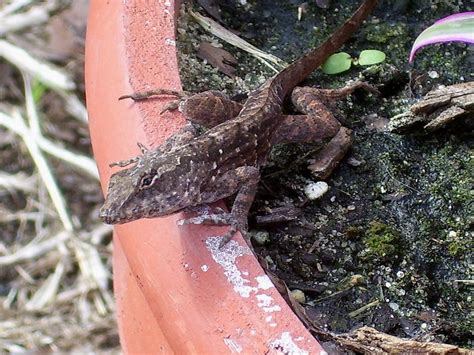 Garden Lizard 2 Photograph by Gigi Croom - Pixels