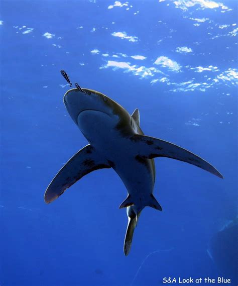 Red Sea Sharks » Абсолют-Tур » Дайвинг-туры и индивидуальные туры