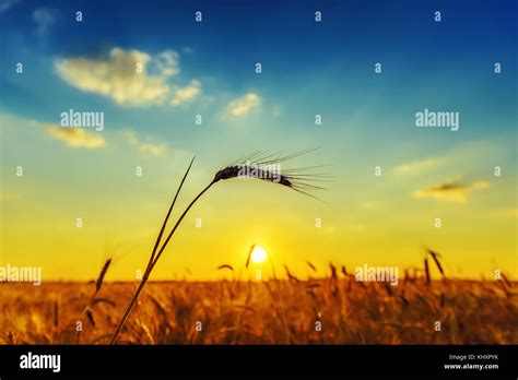 harvest and sunset over field Stock Photo - Alamy