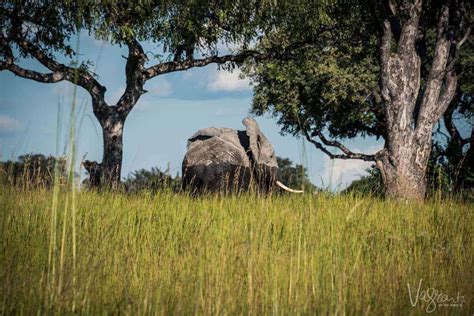 Into The Wild. An Okavango Delta Safari Botswana.