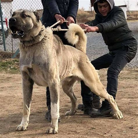 ceymer 26 kangal (Görüntüler ile) | Kangal köpeği, Köpek türleri, Köpek