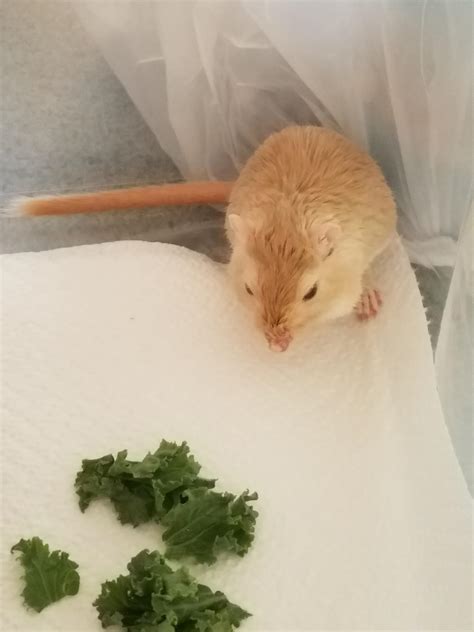 My first gerbil. She's allergic to paper bedding and shavings, so her vet recommended paper ...