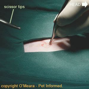 Spaying Cats - a complete veterinary guide to feline spay surgery.