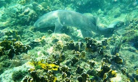 Snorkel around One of the Most Attractive Coral Reefs in Costa Rica