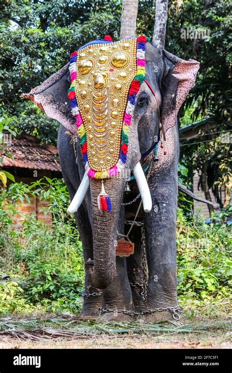 elephant in kerala temple festival Stock Photo - Alamy