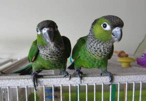 Black-Capped Conure Facts, Pet Care, Behavior, Price, Pictures