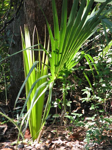 Nature-in-verse: Palmetto Palm Seedling