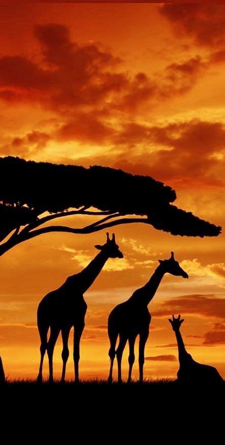 Giraffes at Sunset in South Africa http://adventuredaze.com/travel-cape ...