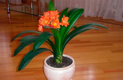 Clivia Plant: Home Care, Replanting And Propagation