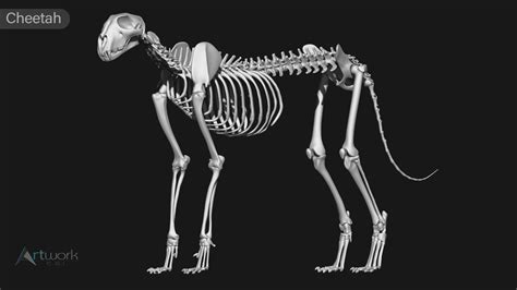 ArtStation - animal skeleton collection | Resources