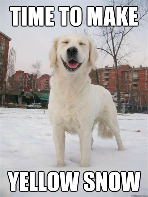 Stoned snow dog memes | quickmeme