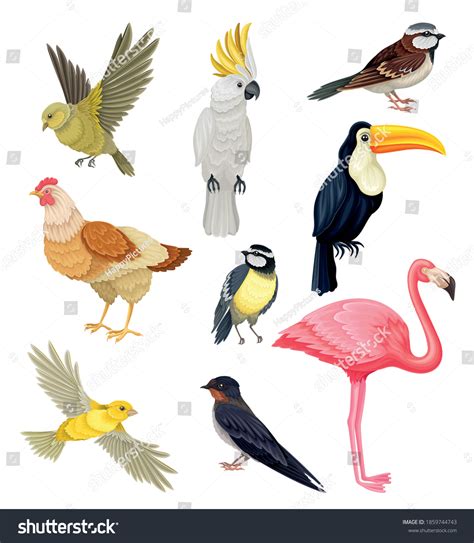 Aves Images, Stock Photos & Vectors | Shutterstock