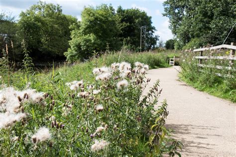 Thistle Down Nature Trail Free Stock Photo - Public Domain Pictures