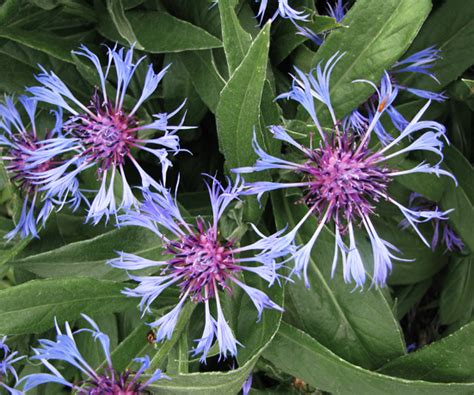 Centaurea montana BLUE PERENNIAL CORNFLOWER - SeedScape