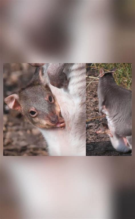 Meet the 'miniature kangaroo': UK zoo on pics of rare newborn dusky pademelon