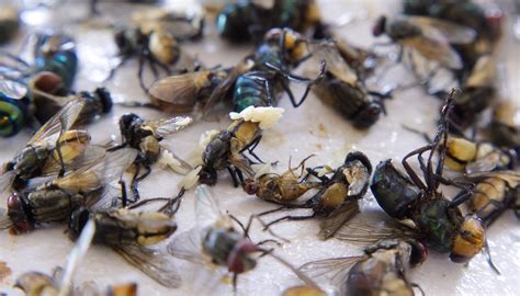 Uncover the Diversity: Types of Flies Around Us - Pestcomfort.com