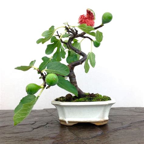 Ficus carica 'Common Fig' | Fruiting Edible Fig Bonsai Tree