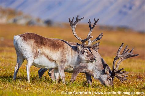 Svalbard Reindeer 9 Photo, Picture, Print | Cornforth Images