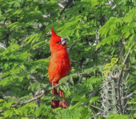 vermilion cardinal (Cardinalis phoeniceus); DISPLAY FULL IMAGE.