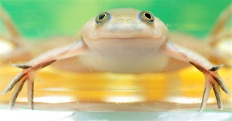 5 Types Of Aquatic Frogs (Most Are Clawed!) - A-Z Animals