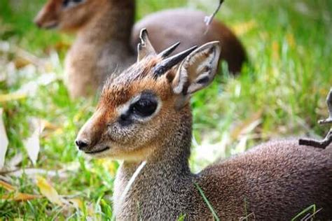 The Silver Dik-Dik: Conservation and Protection - My Animals