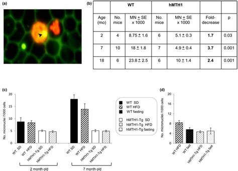 Analysis of micronucleus frequency in peripheral blood reticulocytes of... | Download Scientific ...