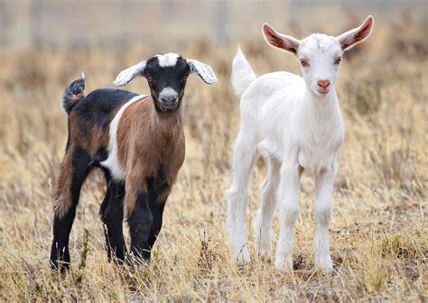 Baby Goat Wallpapers - Top Free Baby Goat Backgrounds - WallpaperAccess