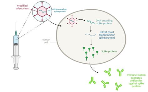 AD-ding Value: The Science Behind Adenovirus Vector Vaccines - Research!America