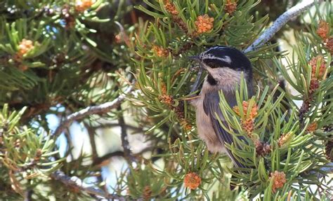 A Mountain Chickadee at Grand Canyon National Park