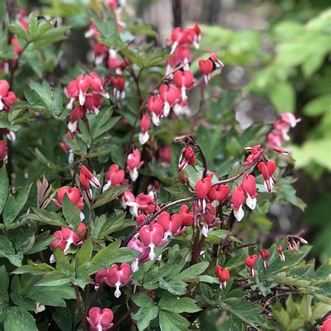 Dicentra Valentine - Buy Bleeding Heart Perennials Online