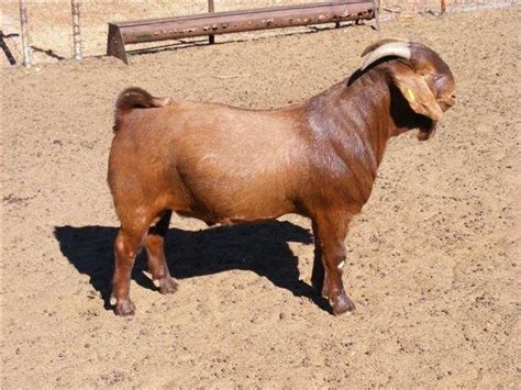 Global Dorpers | For quality rams, semen and embryos » Goats