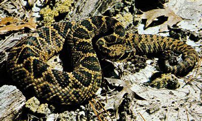 Rattlesnake | Definition, Habitat, Species, & Facts | Britannica