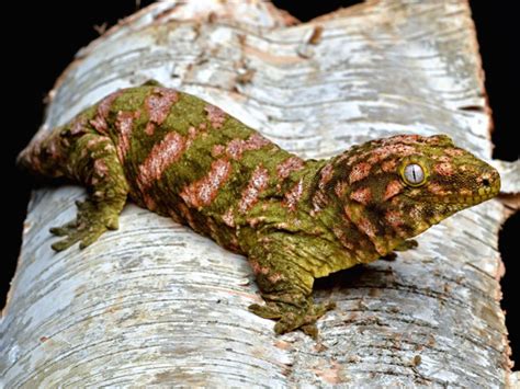 Three to Get Ready: Rhacodactylus leachianus - Gecko Time - Gecko Time