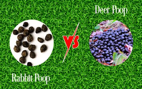 Deer Poop Vs. Rabbit Poop: A Table of Comparison! – Beasts Loco