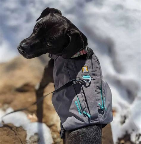 Ruffwear Switchbak Harness: The Dog Harness with Pockets! - Pawsitively Intrepid