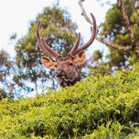 A male Sambar deer 🦌 #Sambardeer #Antlers #Westernghatsofindia #IncredibleAmazingIndia ...