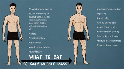 How Much Should I Eat Per Day To Gain Muscle Mass? - Fitneass