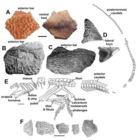 The caecilian skull. A, B, and C are dorsal, palatal and lateral views ...