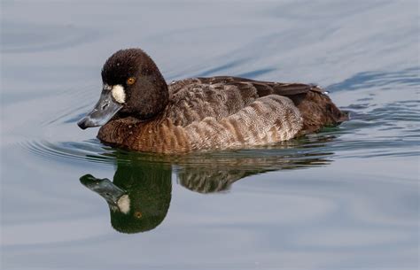 Lesser Scaup | San Diego Bird Spot