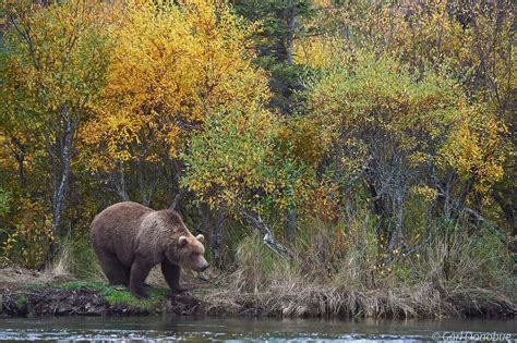 Brown bear and fall color photo | Katmai National Park and Preserve ...